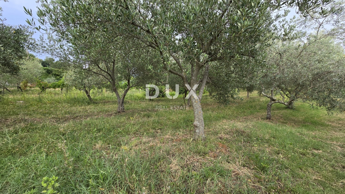 image 24