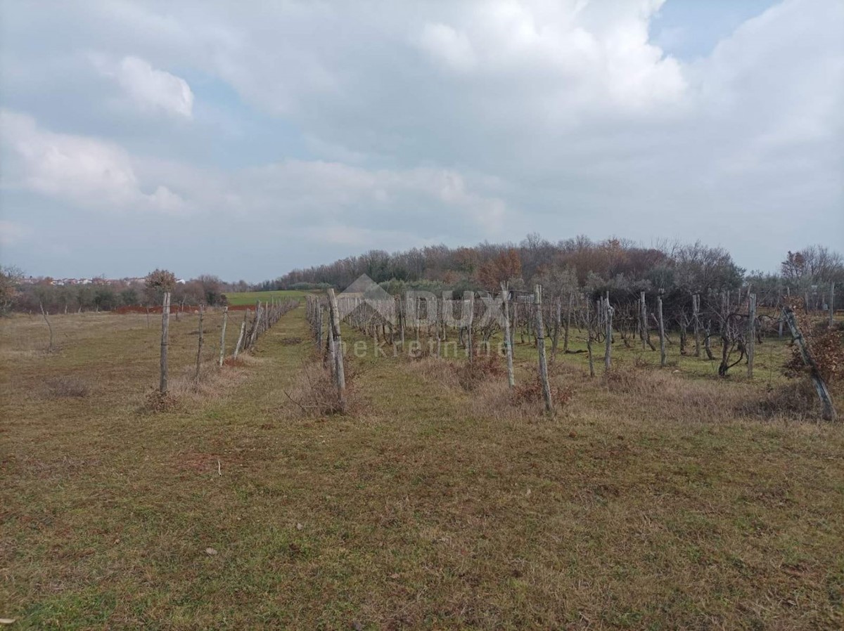 BUJE