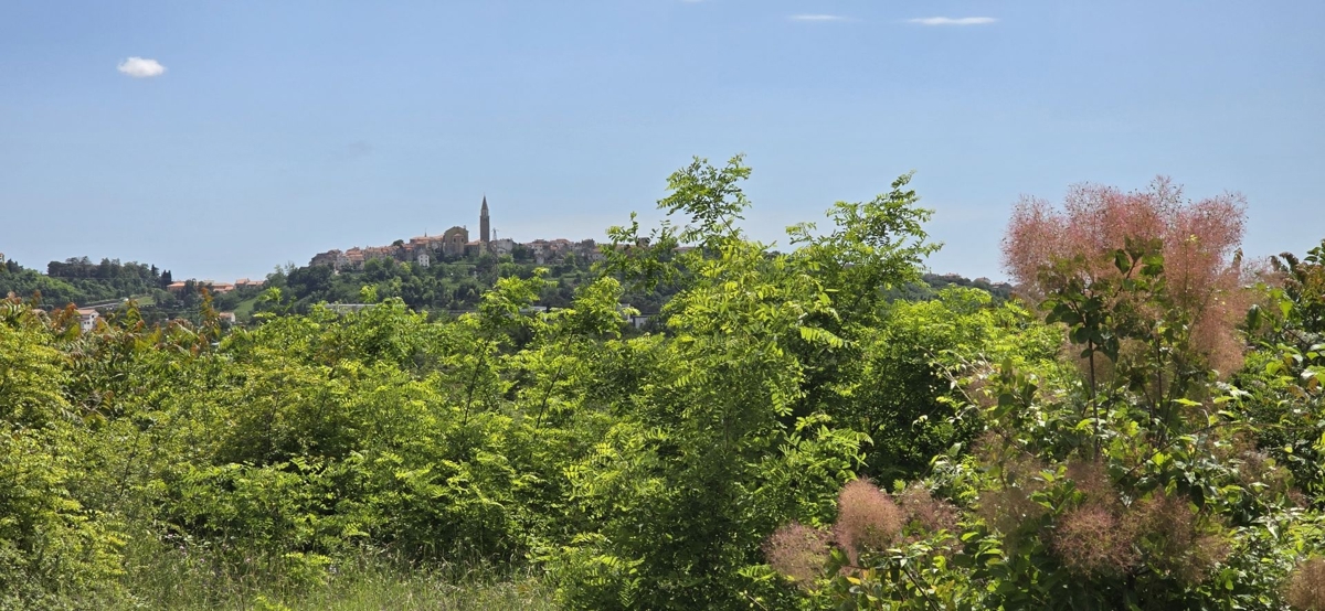 BUJE