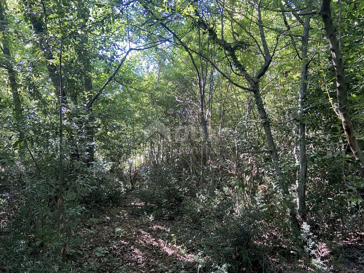 TRINAJSTIĆI
