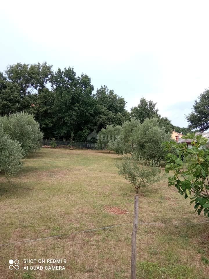 LOBORIKA