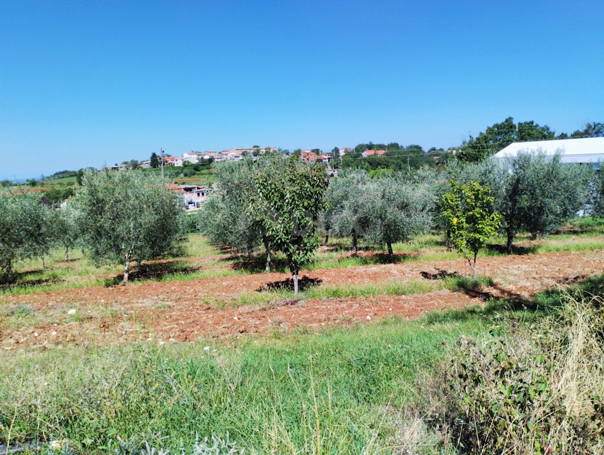 VIŽINADA
