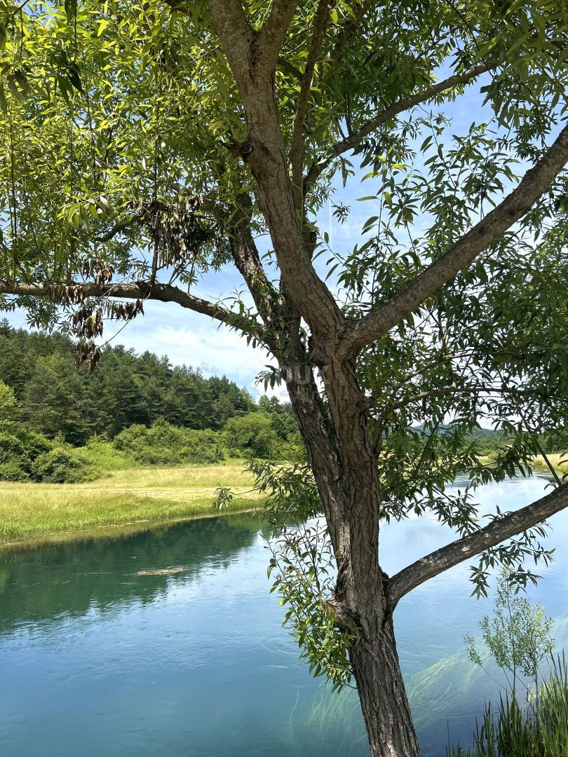 ČOVIĆI