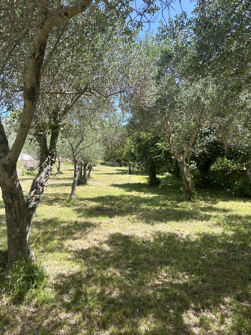 KOŽINO