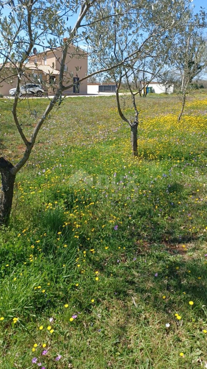 DIVŠIĆI