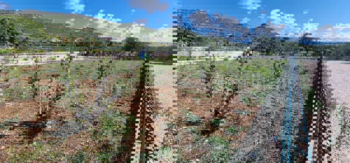 PLANO