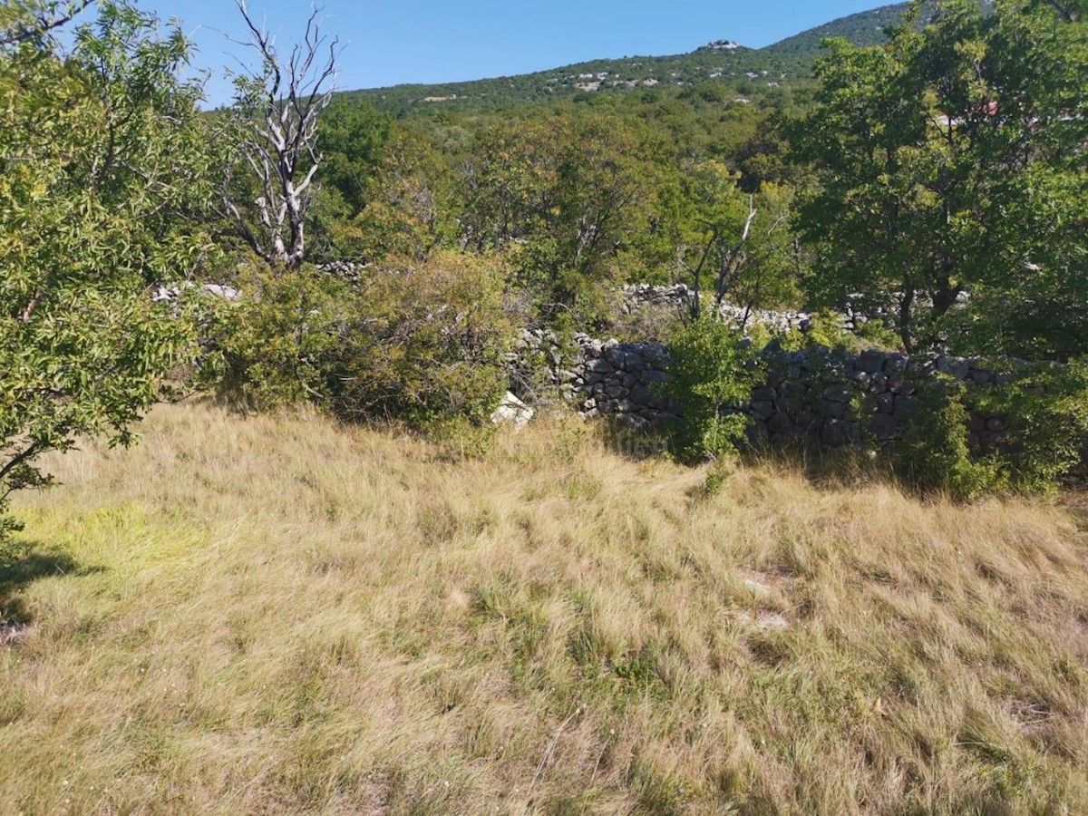 SMOKVICA KRMPOTSKA