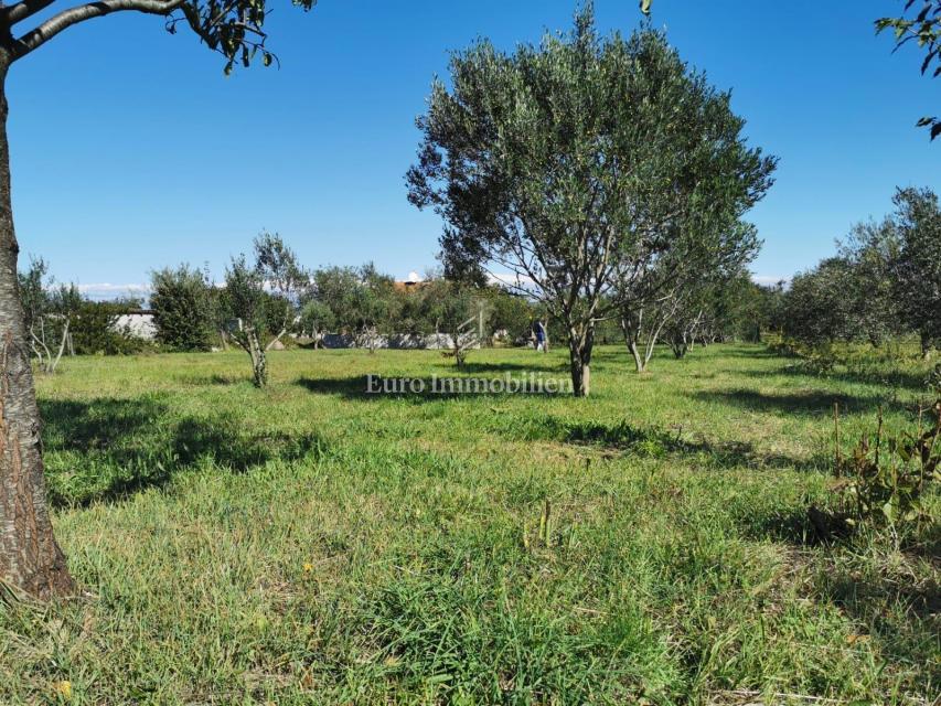 DOBROPOLJANA