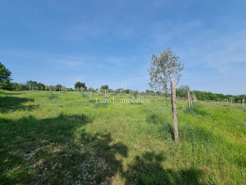 BUJE
