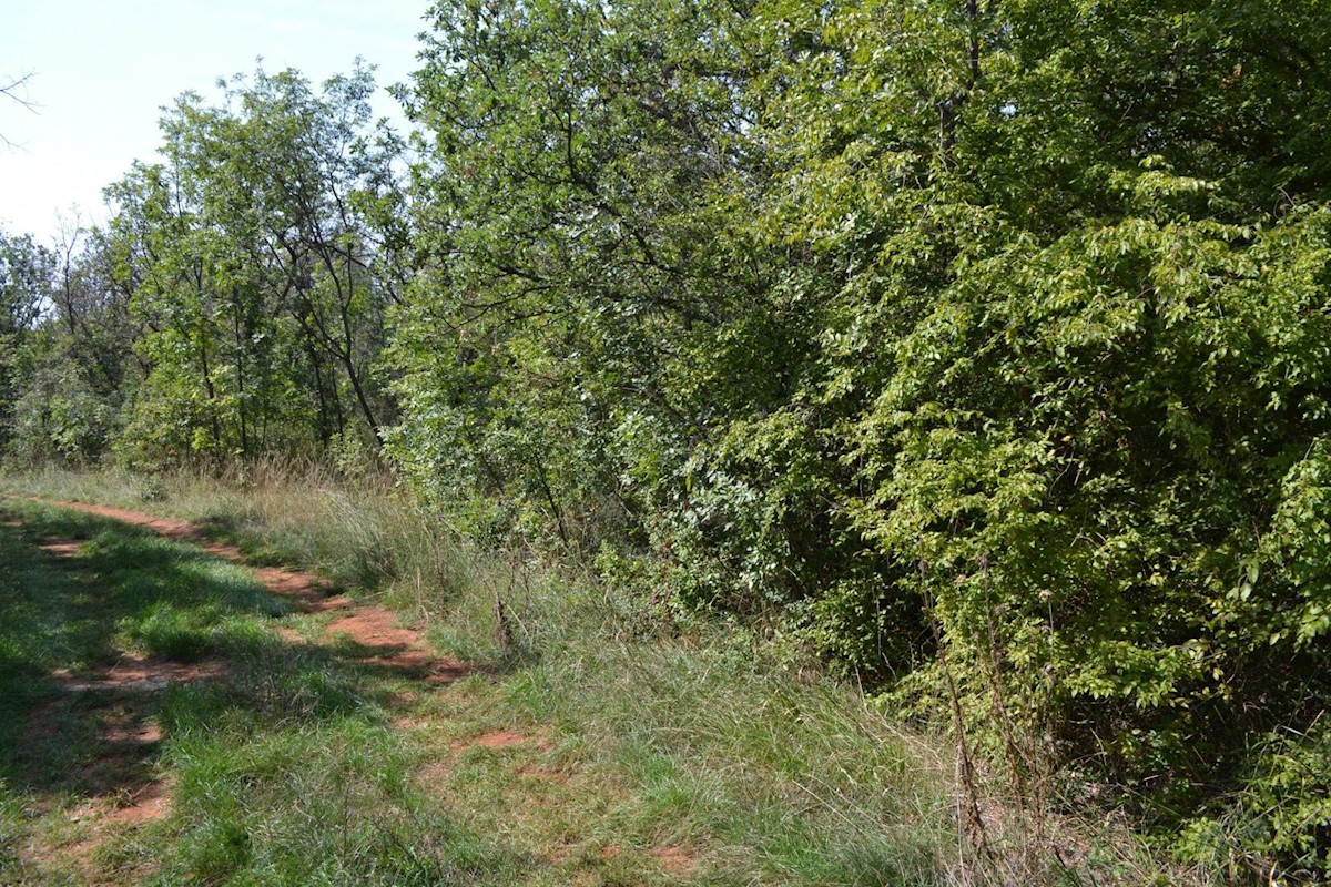LABINCI