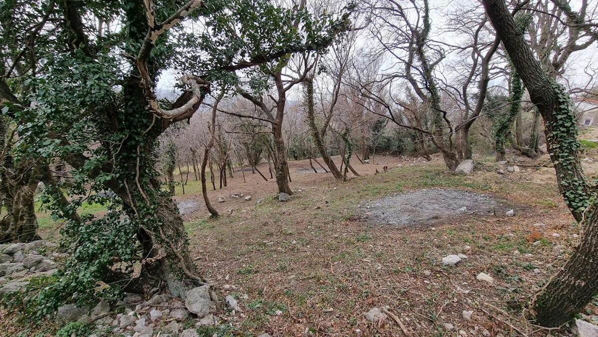 GRIŽANE