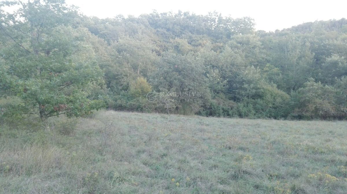 TRVIŽ