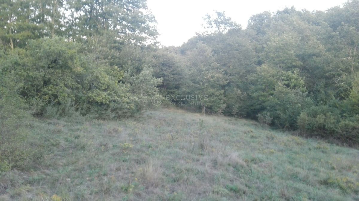 TRVIŽ