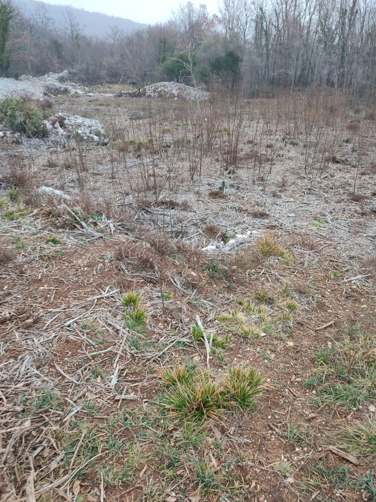 BRSEČ