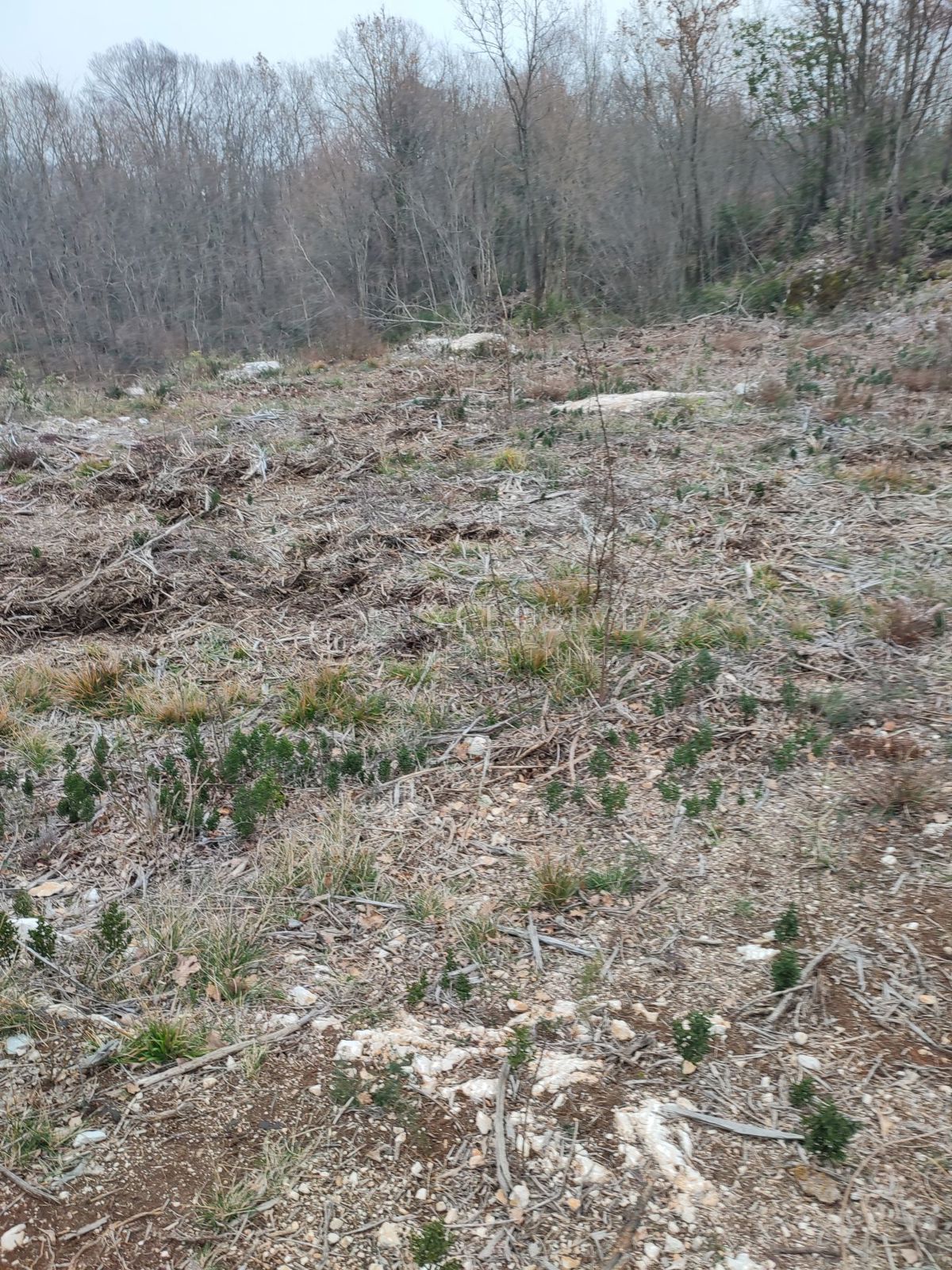 BRSEČ