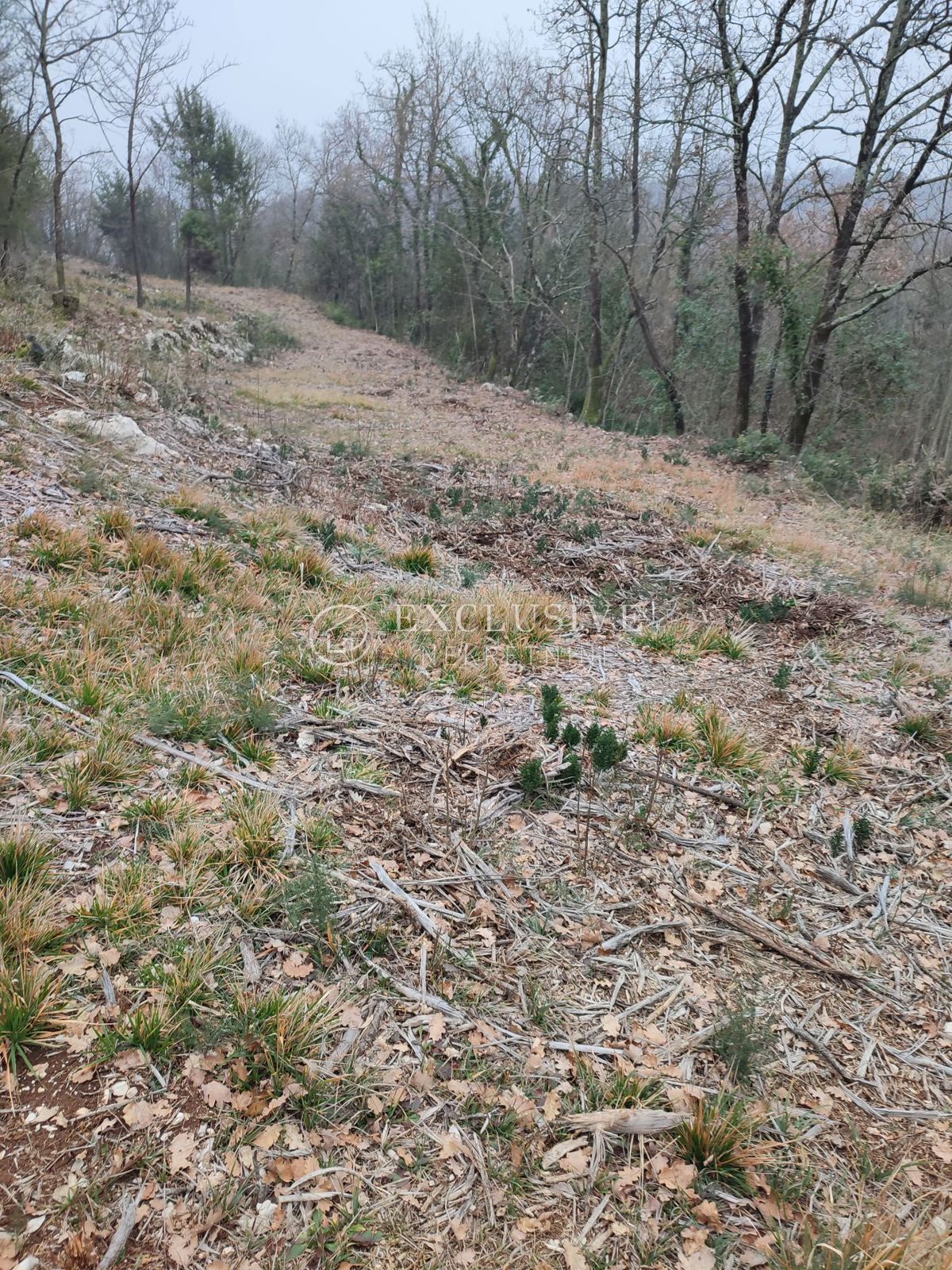 BRSEČ