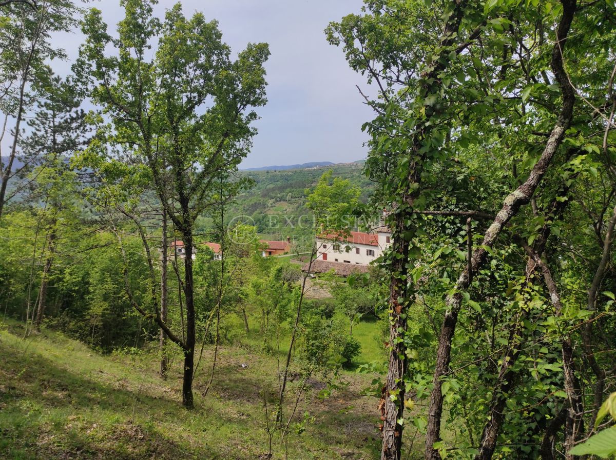 MARČENEGLA