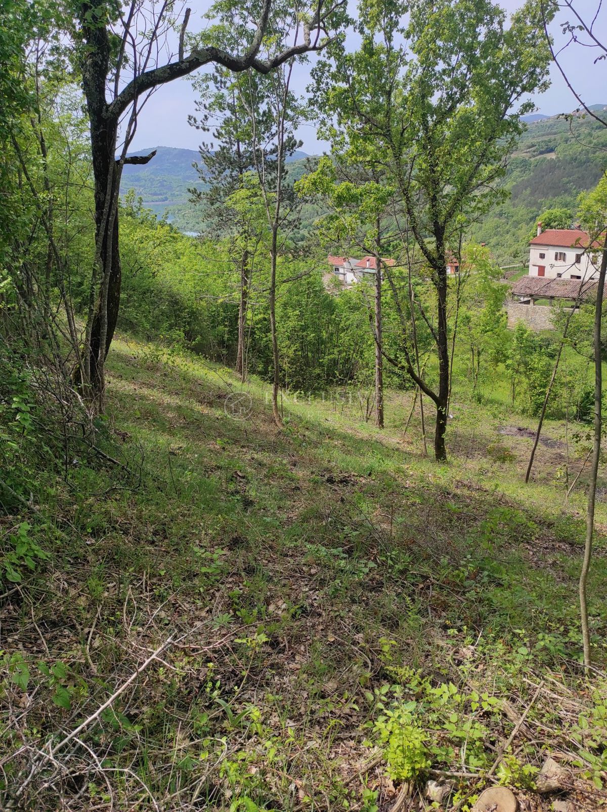 MARČENEGLA