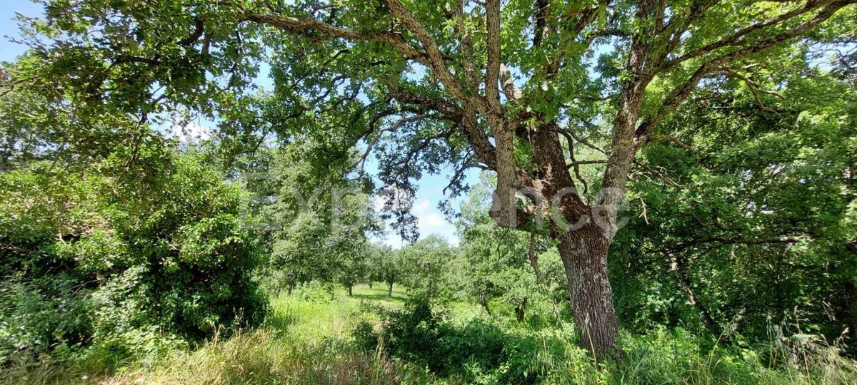 SVETI LOVREČ PAZENATIČKI
