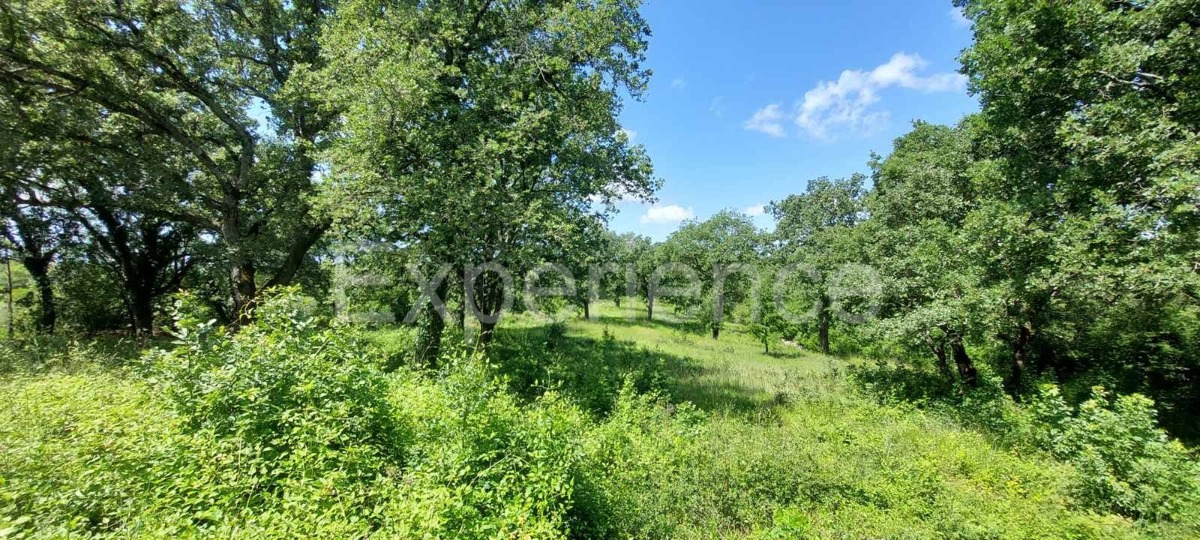 SVETI LOVREČ PAZENATIČKI