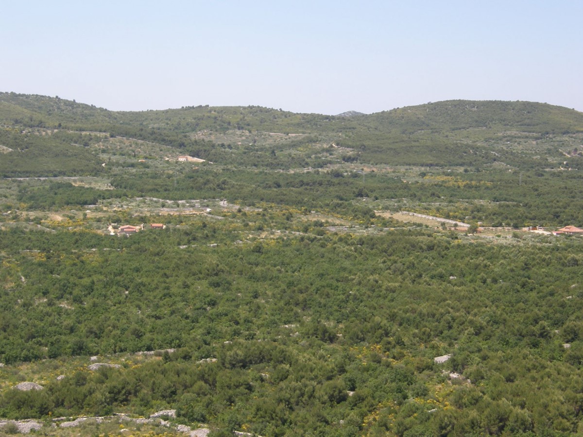 TISNO