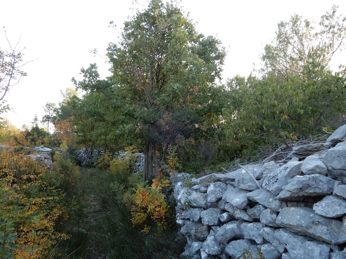 VODICE