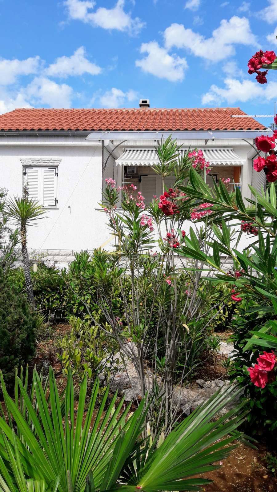 PINEZIĆI