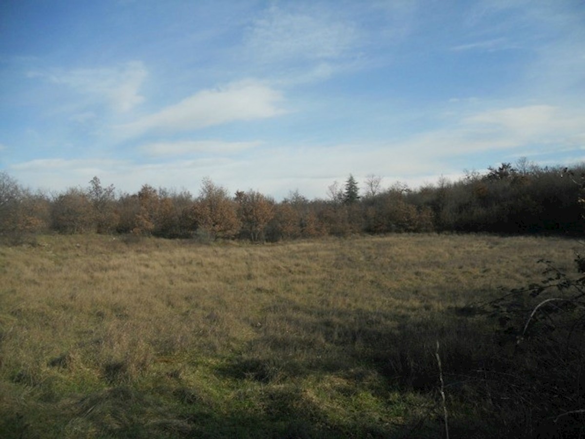 KOSINOŽIĆI