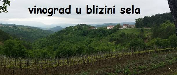 GOLOGORICA