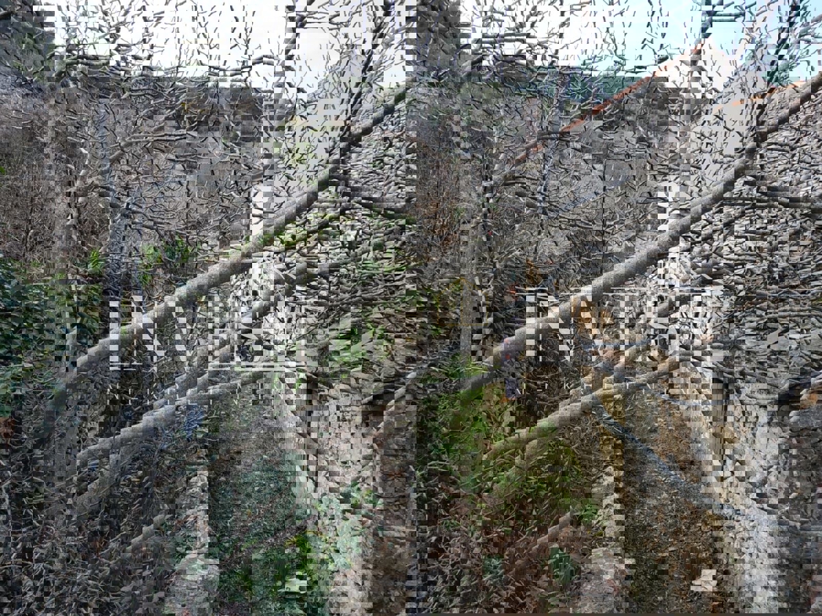 NEREŽIŠĆA