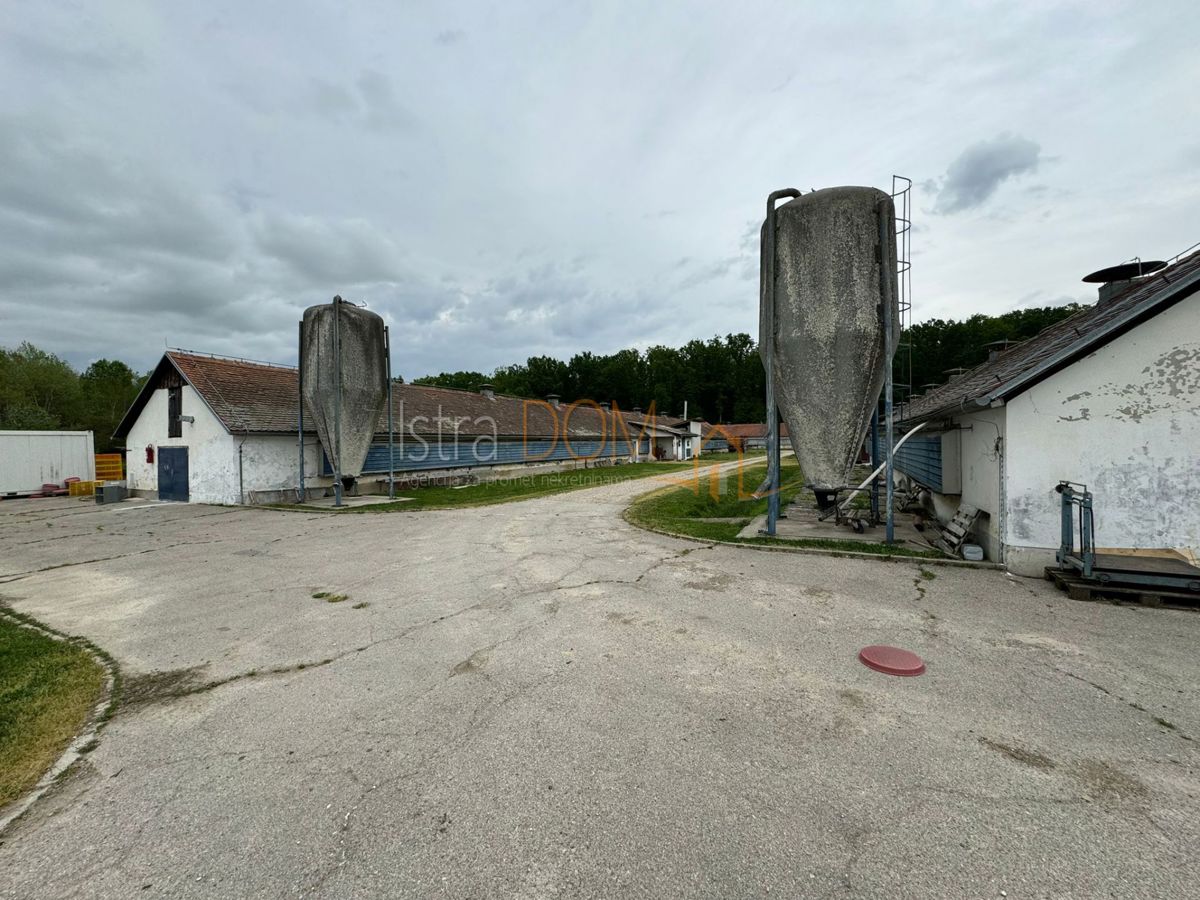 MALA BUNA
