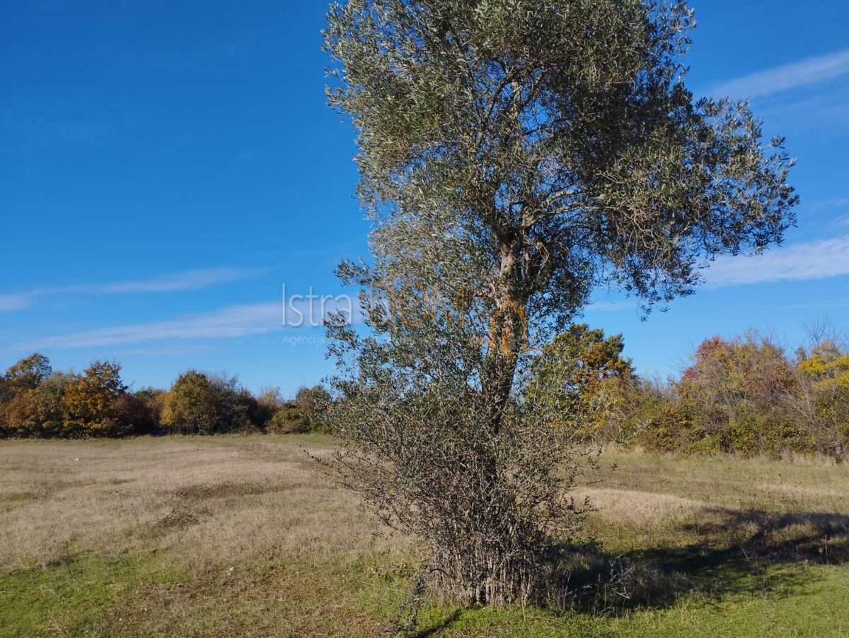 BUTKOVIĆI