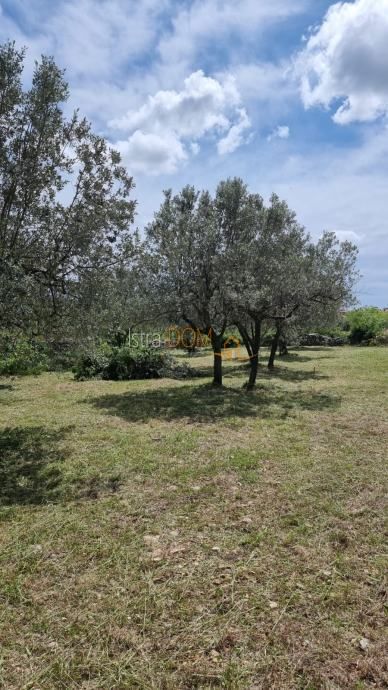 GALIŽANA