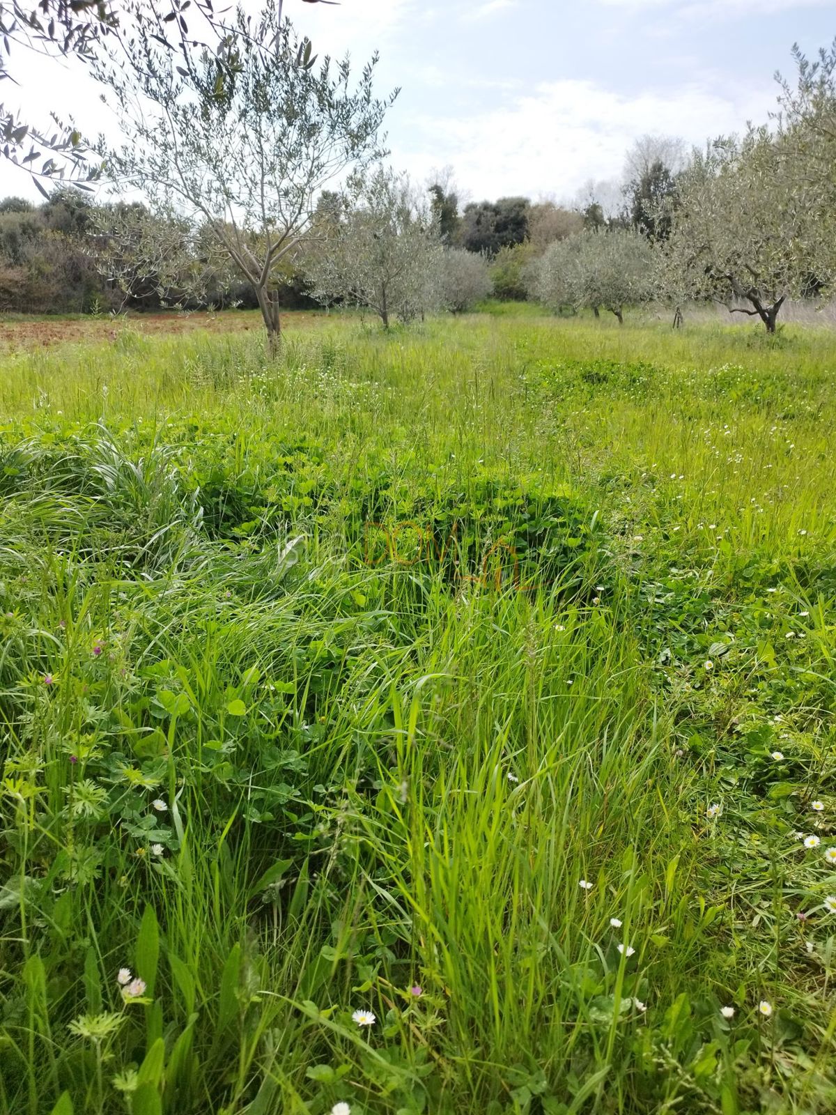 Terreno SVETVINČENAT, 55.000 €