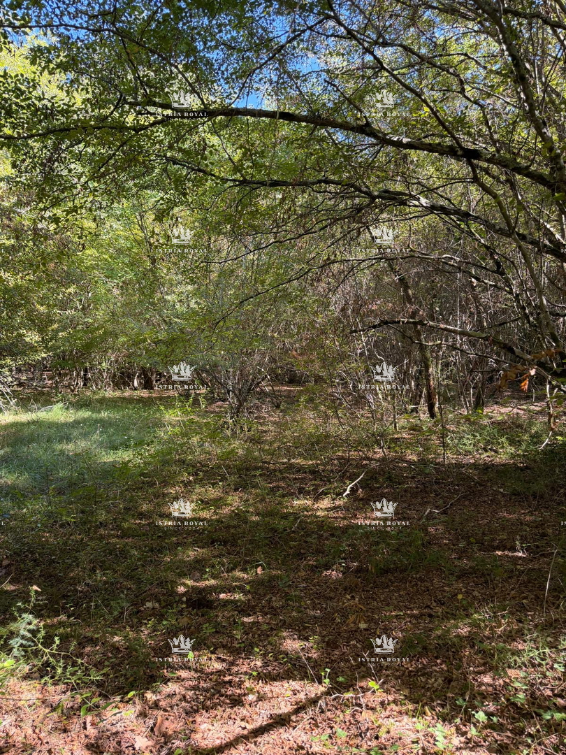 Istra, Zakinji, Wald 10700 m2, Eiche und Hainbuche, – 2