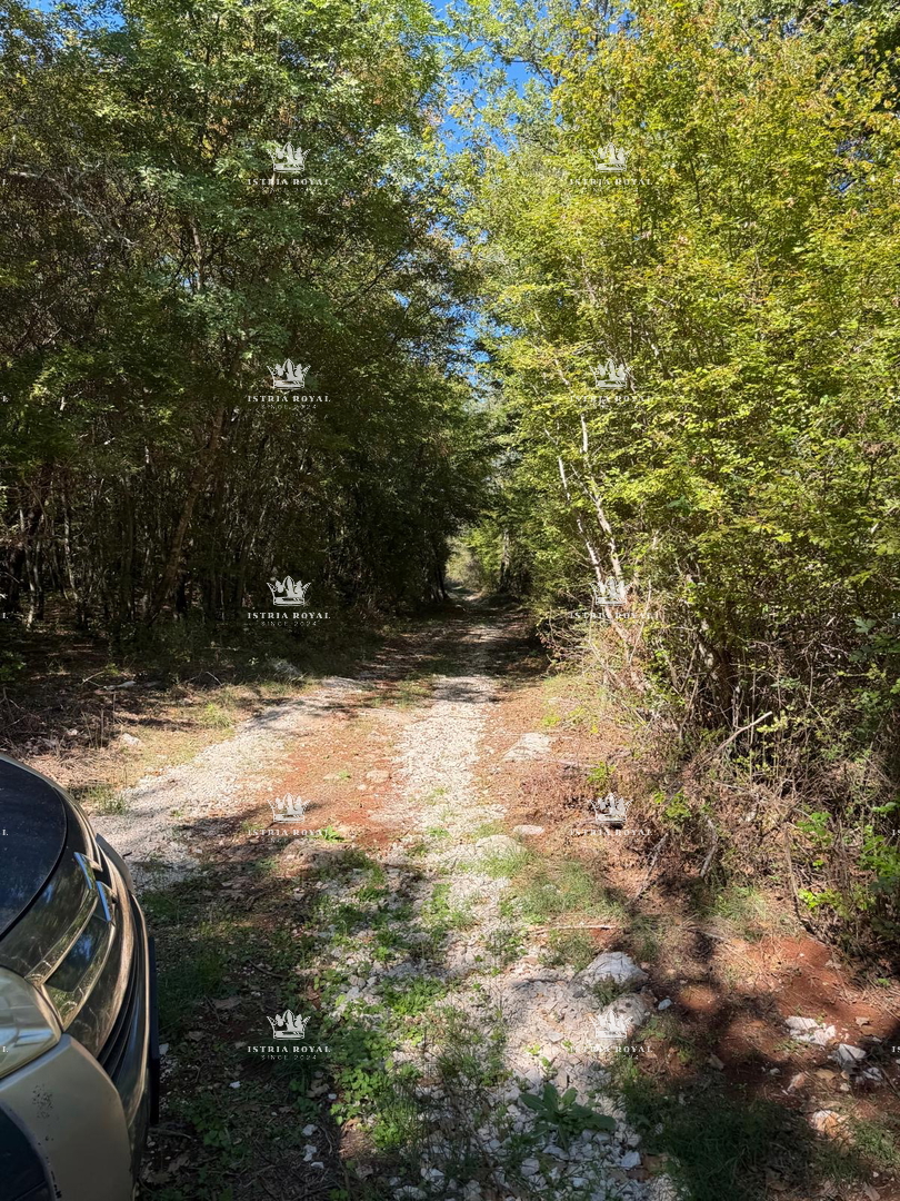 Istra, Zakinji, Wald 10700 m2, Eiche und Hainbuche, – 3