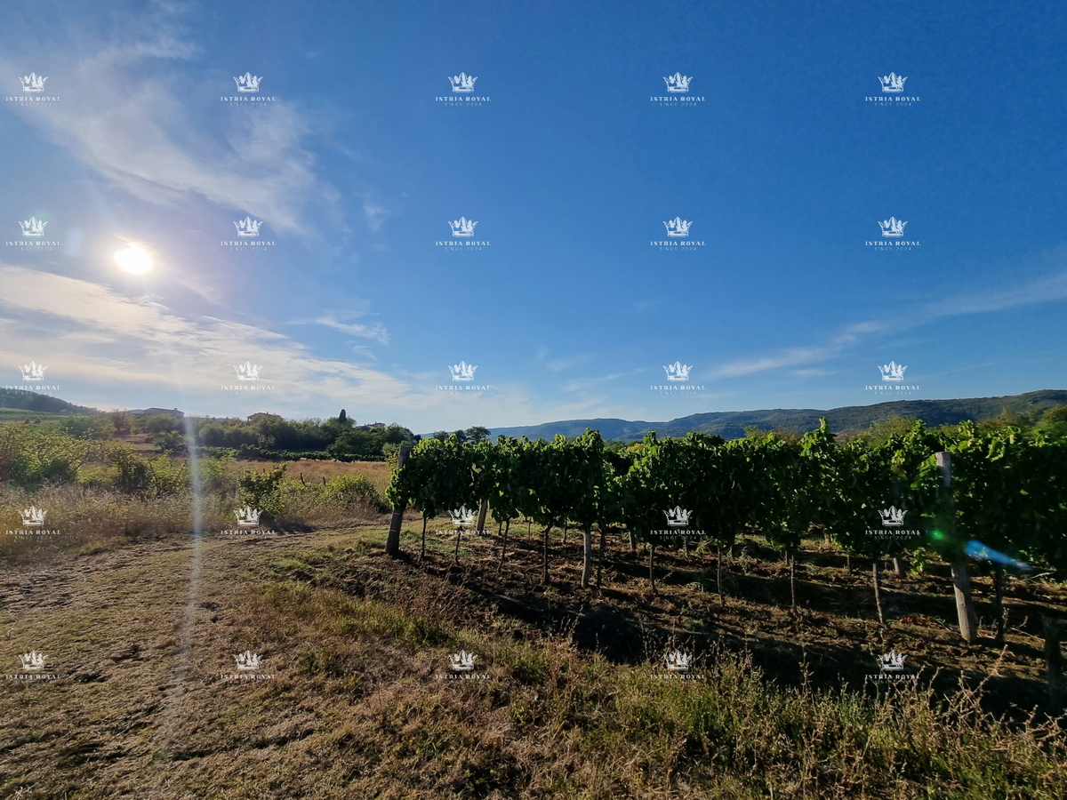 MOTOVUN