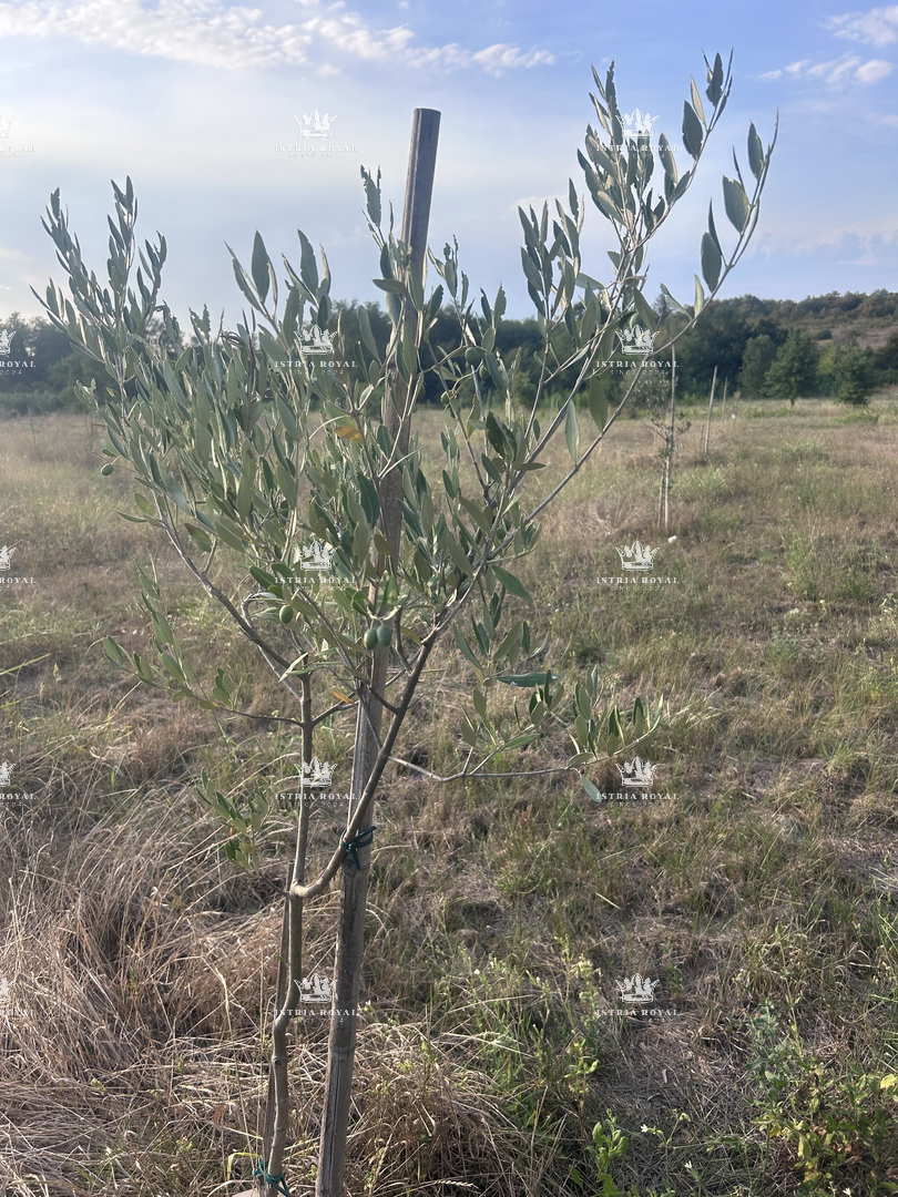 Terreno UMAG, 39.000 €