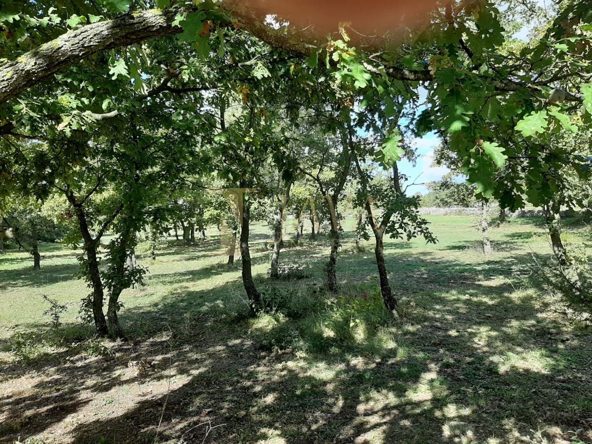 SMOLJANCI