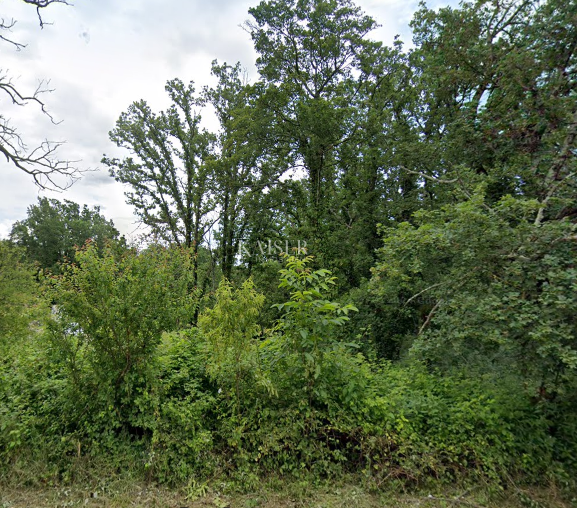 MAVRINCI