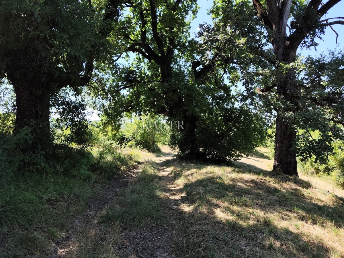 BUZET