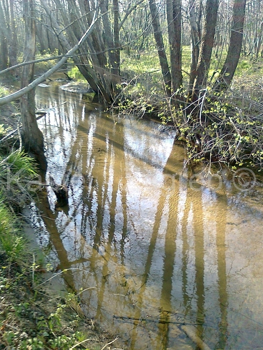 LIČ