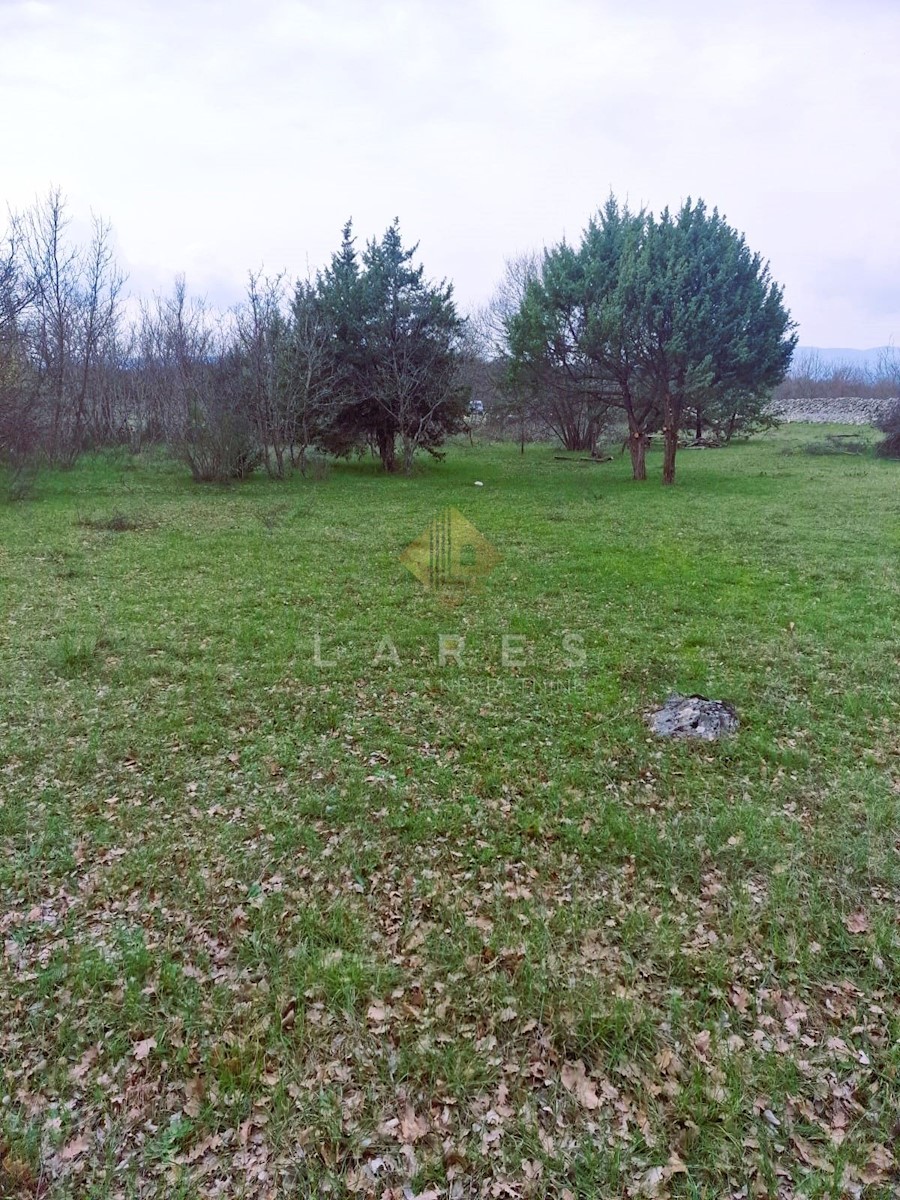 PINEZIĆI