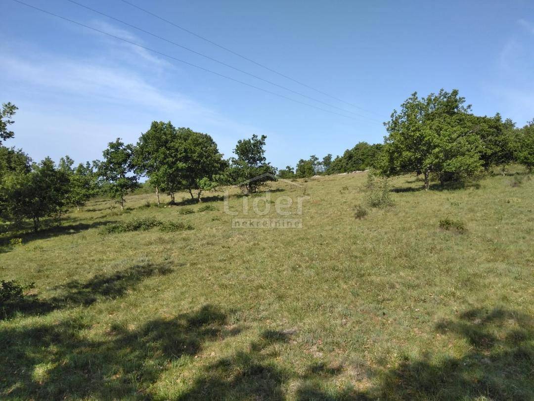 ZORIČIĆI