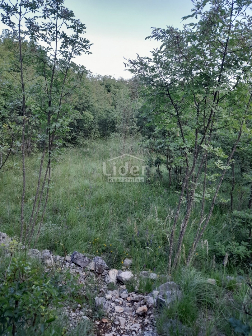 MARČELJI