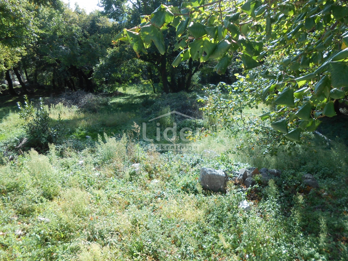 GRIŽANE