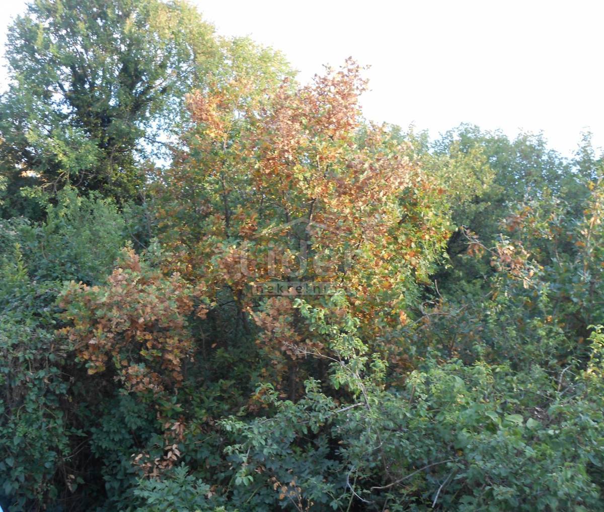 ROŽMANIĆI
