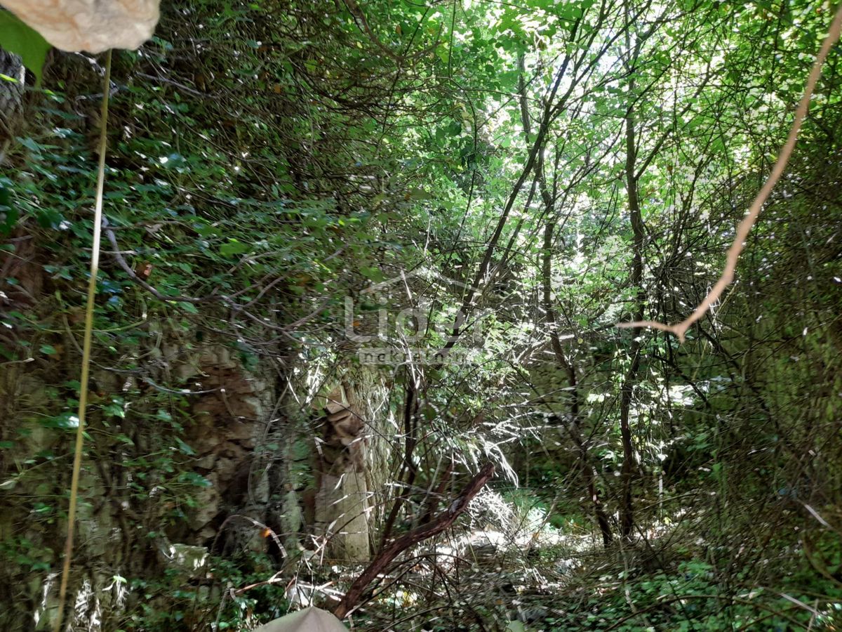 BRIBIR
