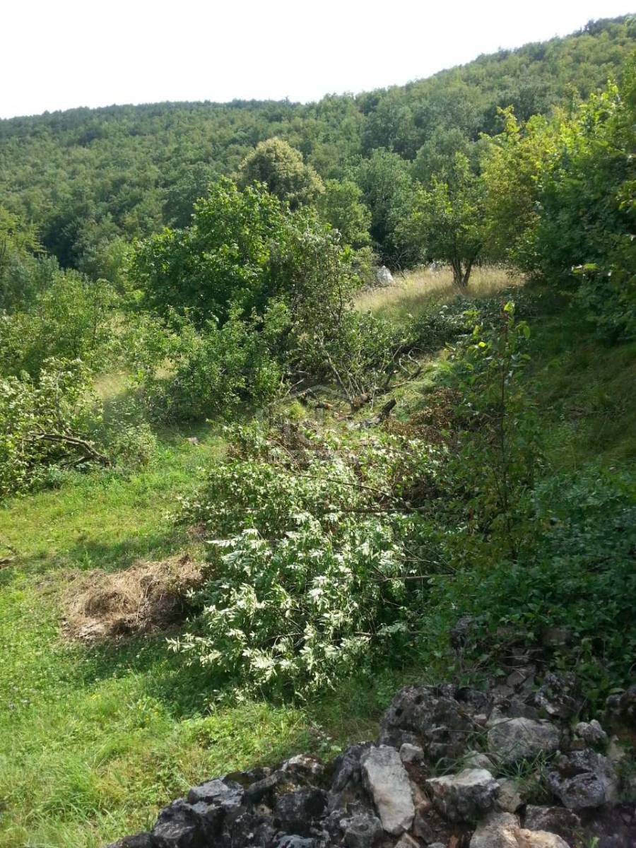 ČAVLE