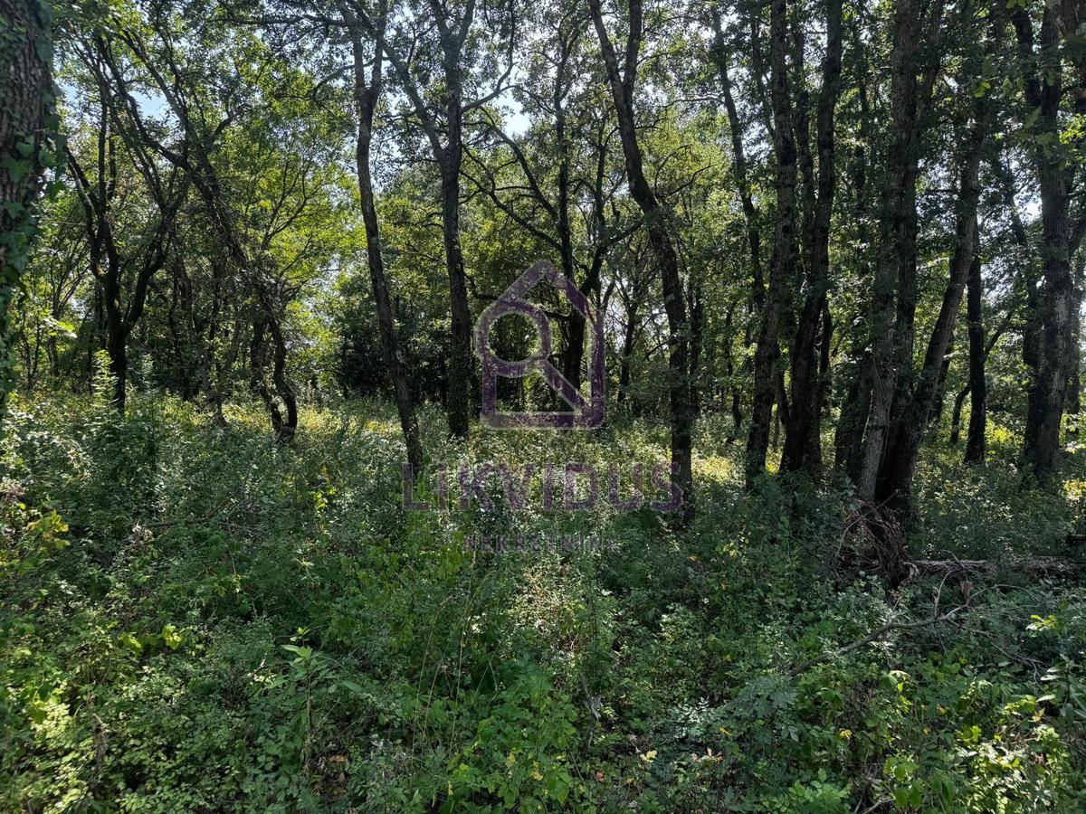 BURIĆI